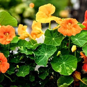 Dwarf Nasturtium Jewel Mix Heirloom Flower Seeds - Edible, Organic Herb, Attracts Hummingbirds & Bees, Container friendly, Companion plant