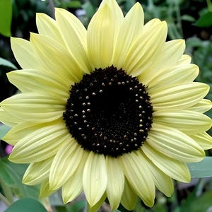 Lemon Queen Sunflower Seeds: Heirloom, Organic, Non-GMO