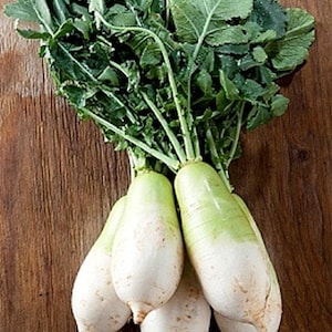 Daikon Japanese Minowase Heirloom Radish Seeds