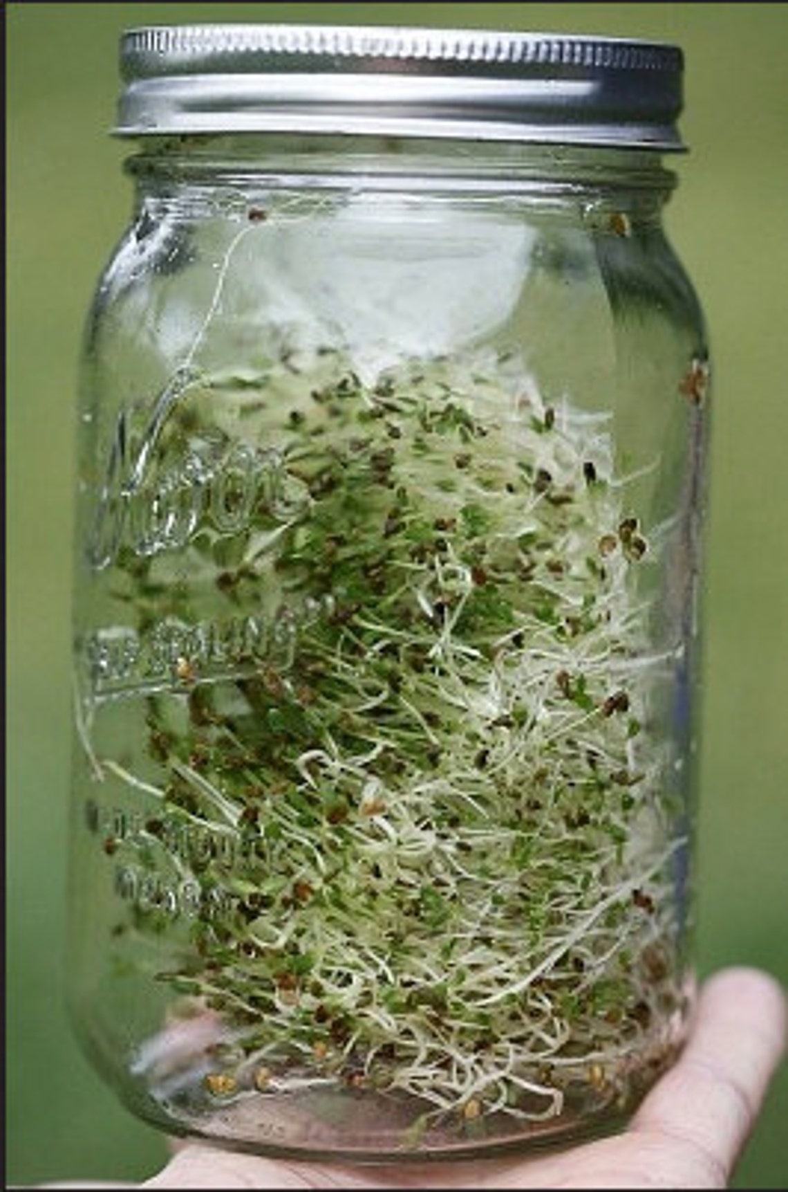 Organic Sprouts Chia Seed Heirloom Non Gmo Herb Sprout Etsy