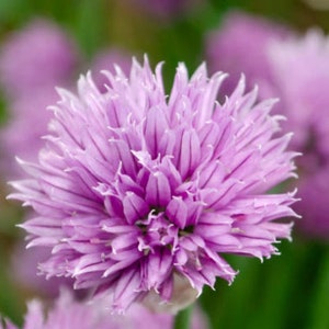 Heirloom Common Chives Seeds Container Friendly, Pretty Purple Flowers, Organic, Non-GMO image 6