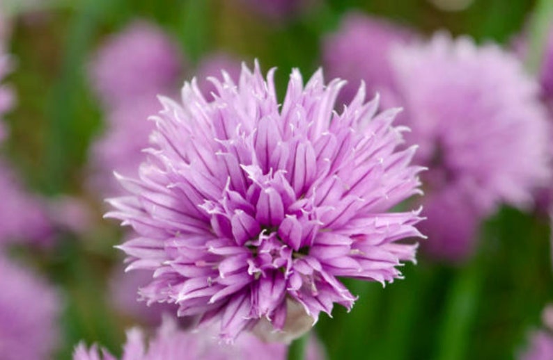 Heirloom Common Chives Seeds Container Friendly, Pretty Purple Flowers, Organic, Non-GMO image 6