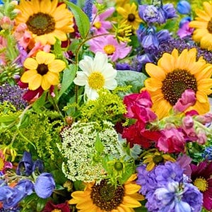 Izzie's Cut Flower Blend Heirloom Wildflower Seeds, Perennial & Annual Pollinator Mix image 3
