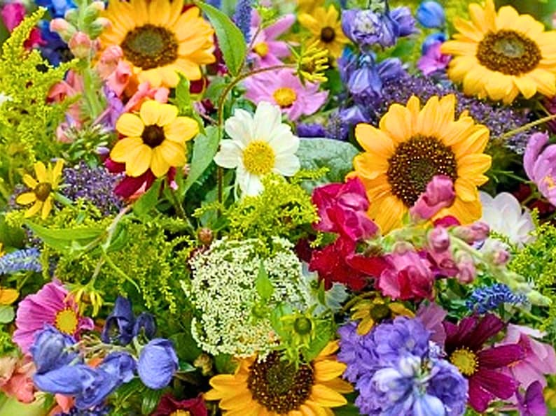 Izzie's Cut Flower Blend Heirloom Wildflower Seeds, Perennial & Annual Pollinator Mix image 3