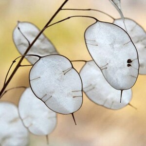 Honesty Plant Seeds: Silver Dollar, Purple Flowers, Heirloom Lunaria image 4