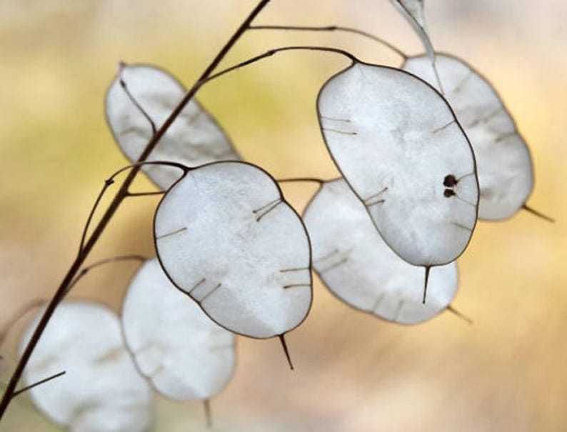 Honesty Plant Seeds: Silver Dollar, Purple Flowers, Heirloom Lunaria image 4
