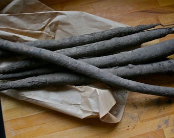 Heirloom Mammoth Sandwich Island Salsify Seeds