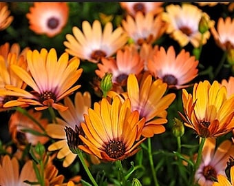 Heirloom African Daisy Seeds Flower Garden Organic Wildflower Seed Cape Marigold