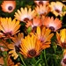 see more listings in the Flower Seeds section