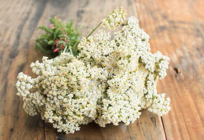 Western White Yarrow Heirloom Native Wildflower Seeds image 1