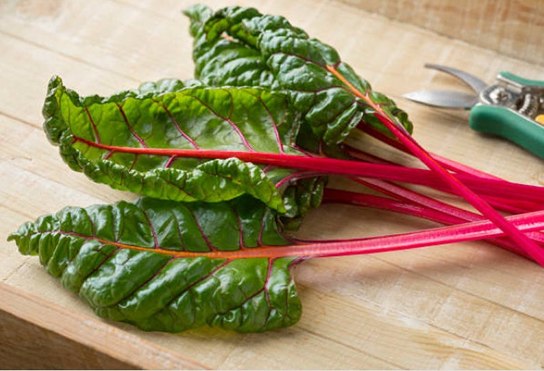 Heirloom Ruby Red Swiss Chard Seeds image 9