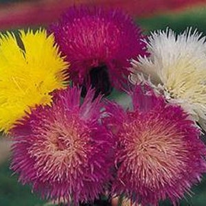 Erbstück Sweet Sultan Imperialis Mix Blumensamen Garten Bio Non Gmo Einjährige Amberboa moschata Bild 5