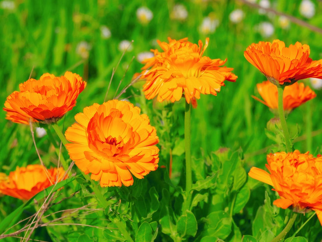 Calendula, Ball's Orange Heirloom Seeds - Edible, Cut Flower ...