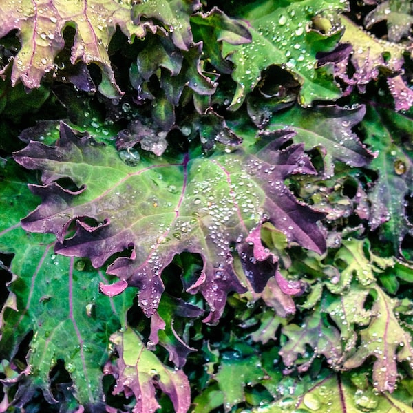 Kale, Red Russian - 250+ Seeds, Siberian Heirloom Vegetable, Open Pollinated, Organic, Non-GMO
