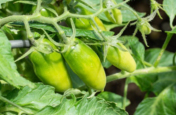 Featured image of post Easiest Way to Make Green Sausage Tomato Seeds