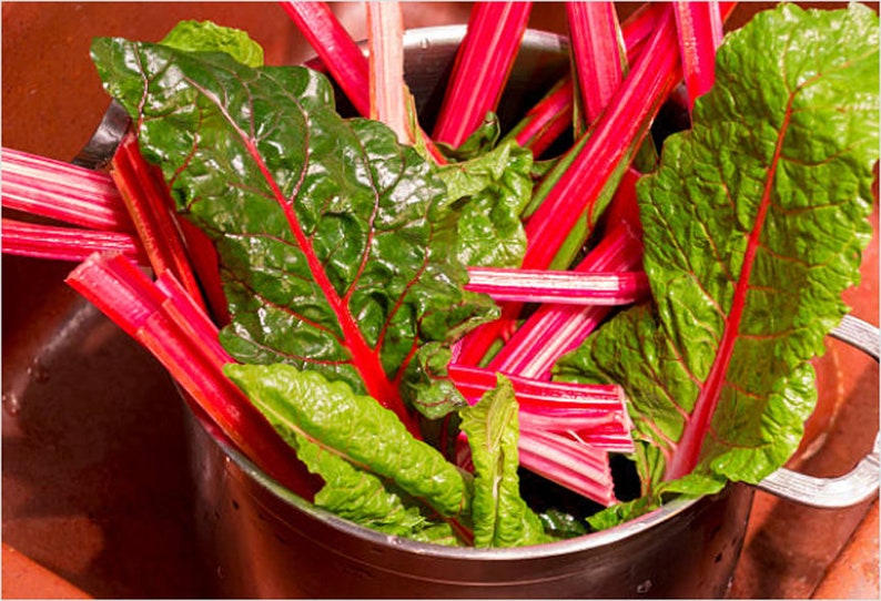 Heirloom Ruby Red Swiss Chard Seeds image 7