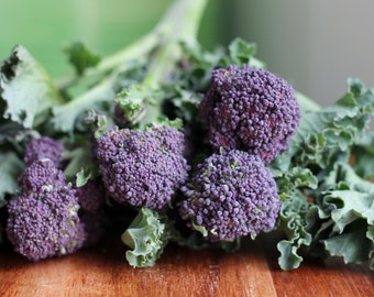 Purple Sprouting Broccoli Heirloom Seeds - Organic, Non-GMO