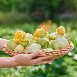 Patty Pan Heirloom Bennings Green Tint Summer Squash Seeds