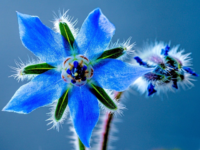 NimbleNitecap Borage Herb Seeds