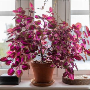 Heirloom Coleus Houseplant or Annual Seeds -  Container Friendly, Rainbow Mix, Easy to Grow, Brings Joy During Winter Months