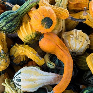Fancy Mix Small Gourd Heirloom Seeds - Decorative, Easy to Grow, Organic, Non-GMO