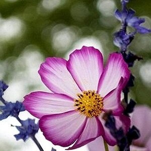 Picotee Cosmos Heirloom Flower Seeds image 6