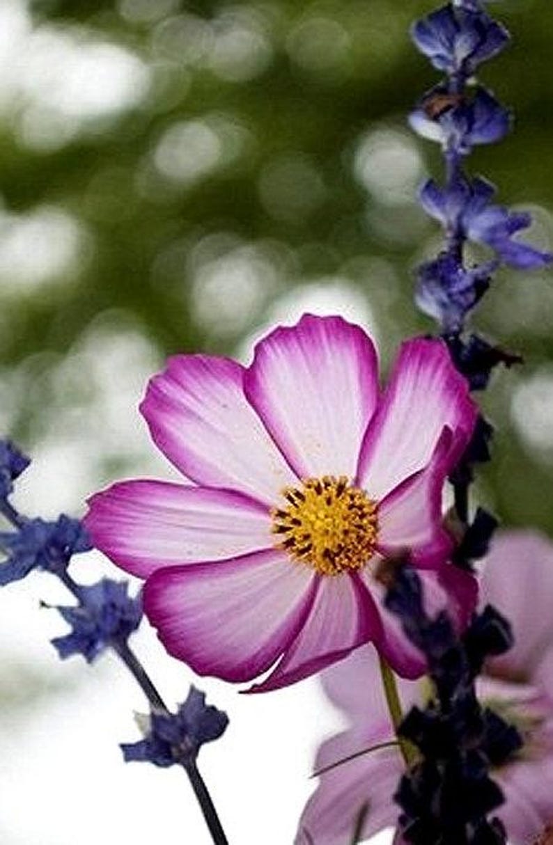 Picotee Cosmos Heirloom Flower Seeds image 6