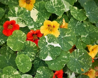 Nasturtium, Alaska Mix Variegated Heirloom Flower Seeds - Semi-Trailing, Attracts Hummingbirds, Container Friendly