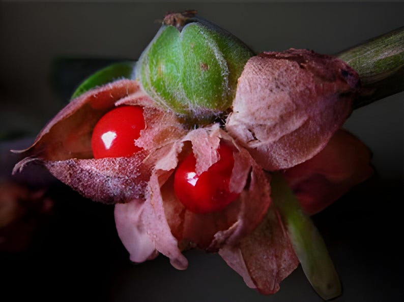 A close-up image of a Ashwagandha flower with red berries, with a dark background.