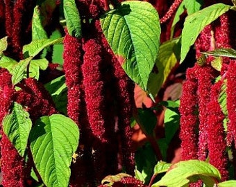 Love Lies Bleeding Heirloom Amaranth Seeds - Ancient Grain, Salad Greens, Edible Flowers, Natural Dye, Heat Tolerant, OP, Non-GMO