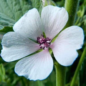 A close-up view of a delicate white Marshmallow flower with a pink center, surrounded by lush green foliage.