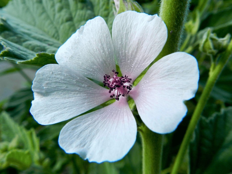 A close-up view of a delicate white Marshmallow flower with a pink center, surrounded by lush green foliage.