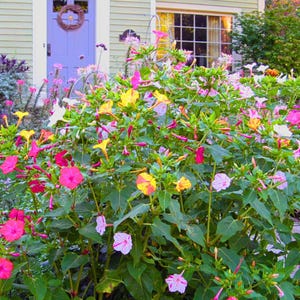 May include: A vibrant flower garden with a variety of colorful flowers, including pink, yellow, white, and red. The flowers are growing in a lush green bush in front of a house with a blue door.