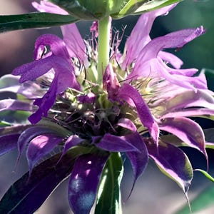 Heirloom Bee Balm Lemon Mint Seeds -  Native Wildflower Pollinator, Culinary & Medicinal Herb, Monarda Citriodora