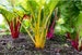 Heirloom Rainbow Swiss Chard Blend Seeds Organic Vegetable Garden Container Friendly Baby Greens Spinach Substitute Ornamental Edible 