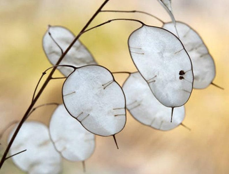 Money Plant Flower Seeds: Heirloom Lunaria, Silver Dollar, Pollinator Garden image 4
