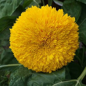 Heirloom Teddy Bear Sunflower Seeds image 8