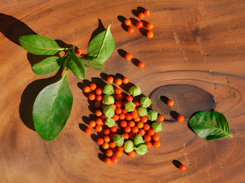 a variety of Ashwagandha fruits and leaves on a wooden surface, including small red Ashwagandha berries, green leaves, and a few orange fruits.