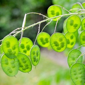 Money Plant Flower Seeds: Heirloom Lunaria, Silver Dollar, Pollinator Garden image 3