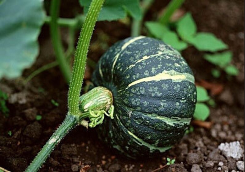 Heirloom Buttercup Winter Squash Seeds Vegetable Garden Etsy