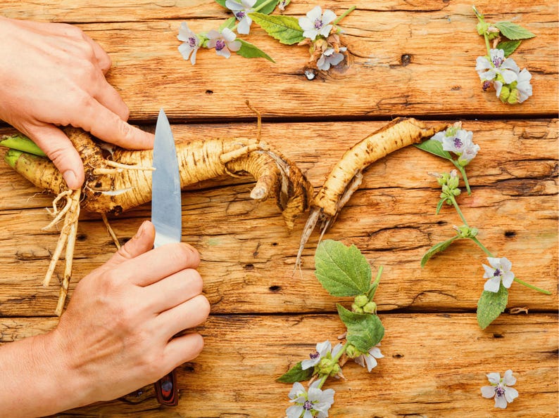 a person cutting up a Medicinal Marshmallow plant with a knife