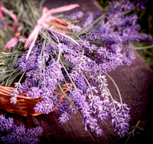 Culinary Lavender English Lavender 'hidcote' 