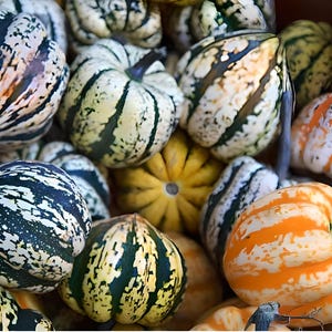 Peut inclure: Une collection de courges colorées avec des rayures et des motifs verts, blancs, orange et noirs. Les courges sont disposées en pile, mettant en valeur leurs formes et leurs textures uniques.