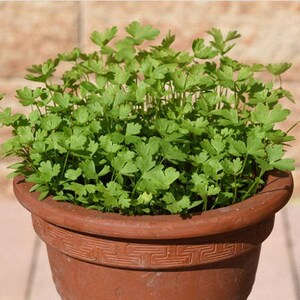 Slow Bolt Cilantro Seeds, Heirloom Herb (Non-GMO, Organic) image 7