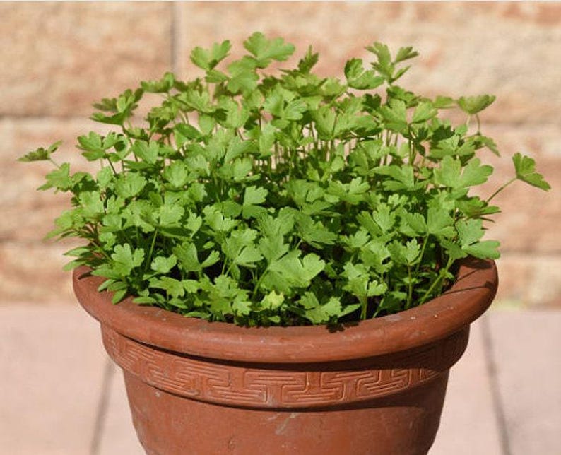 Slow Bolt Cilantro Seeds, Heirloom Herb (Non-GMO, Organic) image 7