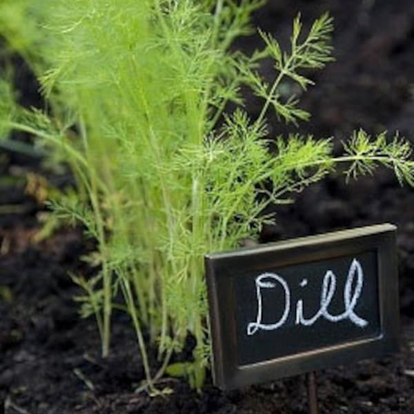 Bouquet Dill Heirloom Herb Seeds - Swallowtail Butterfly Host Plant- Organic, Non-GMO