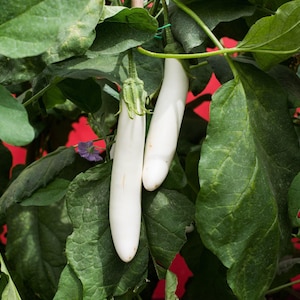 Fingerling Mix Eggplant Heirloom Seeds - Good for Containers, Patio & Balcony, Organic, Non-GMO image 10
