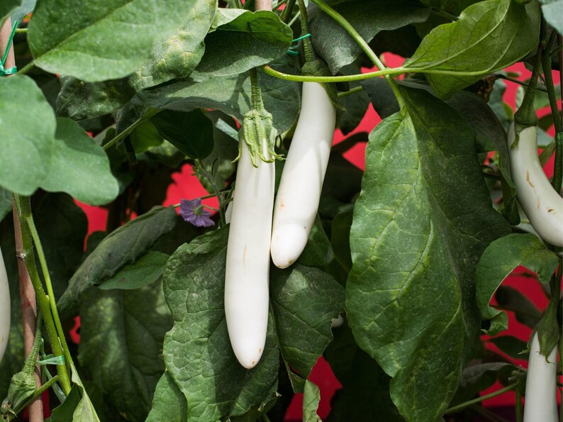 Fingerling Mix Eggplant Heirloom Seeds - Good for Containers, Patio & Balcony, Organic, Non-GMO image 10
