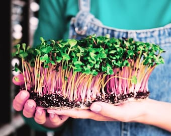 May include: A close-up of a tray of microgreens. The microgreens have vibrant green leaves and pink and yellow stems. The microgreens are held in a person's hands. The background is blurred.
