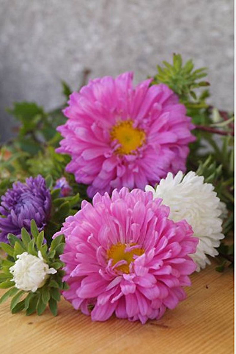 Heirloom Aster Powder Puff Mix Seeds Cut Flower Garden China Etsy